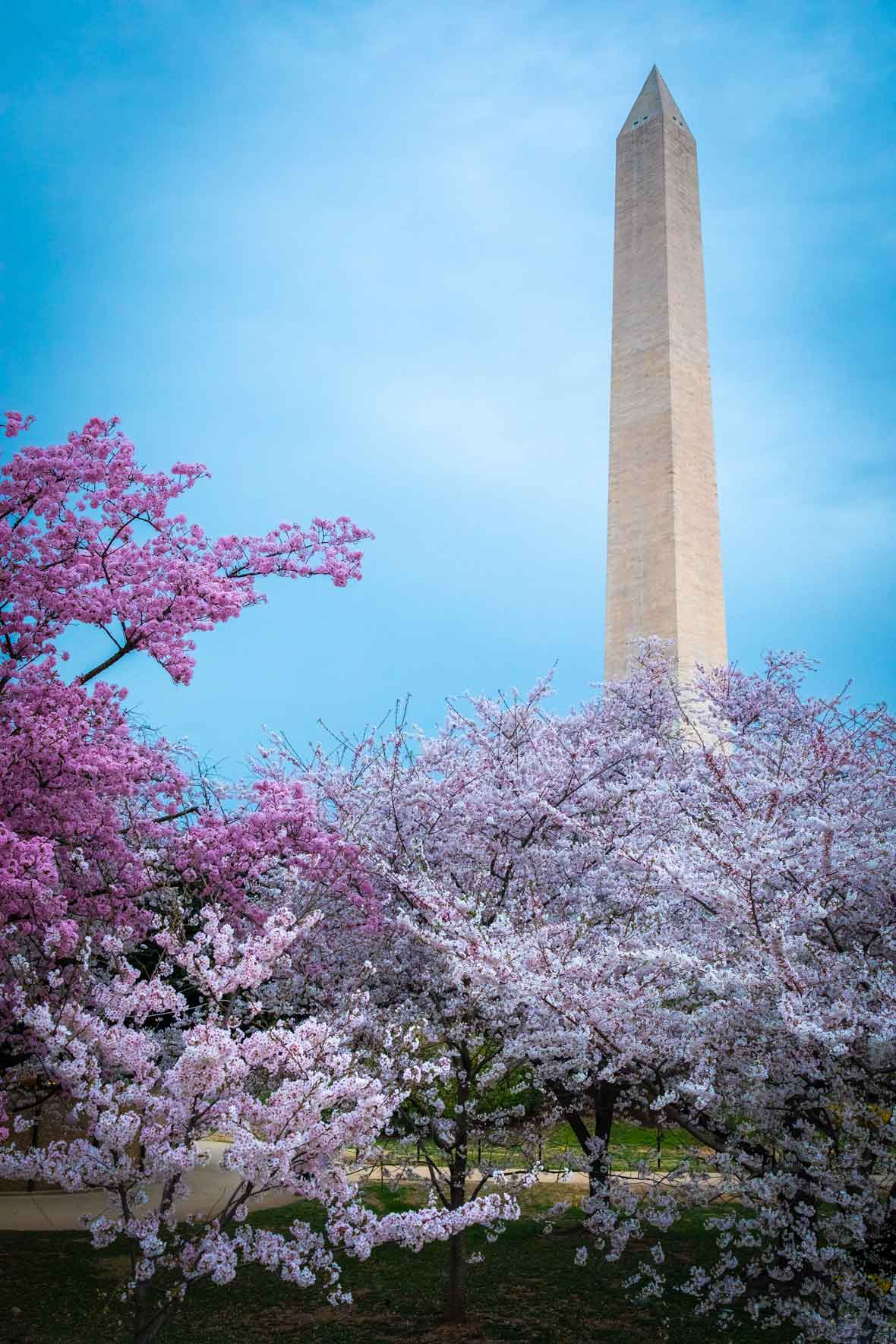 Washington Monument | National Mall | Cherry Blossoms